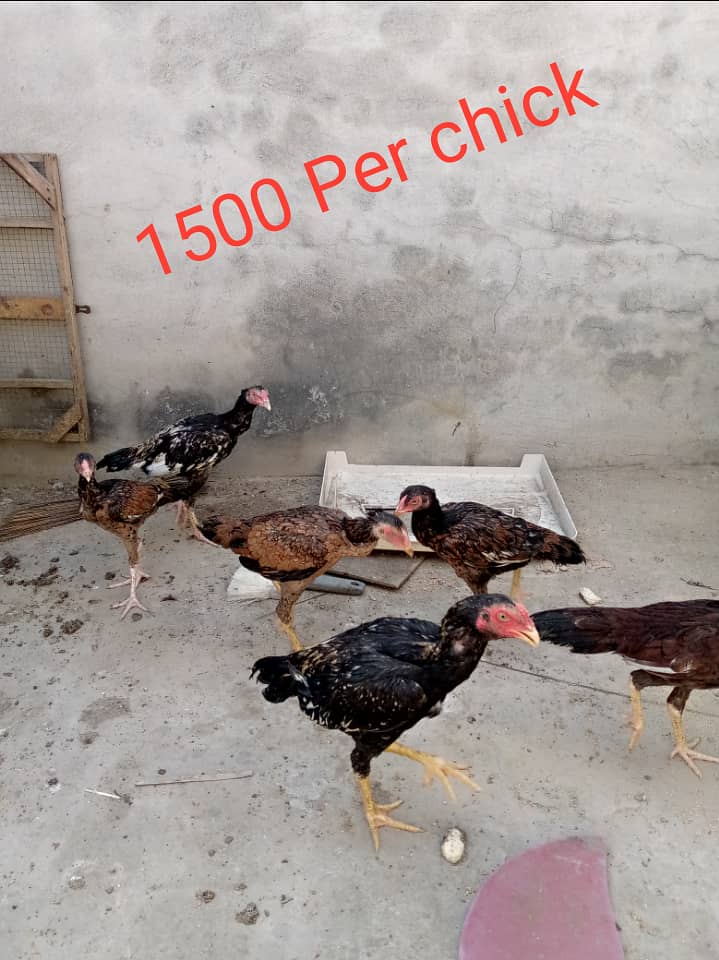 Aseel pair and chicks for sale 3