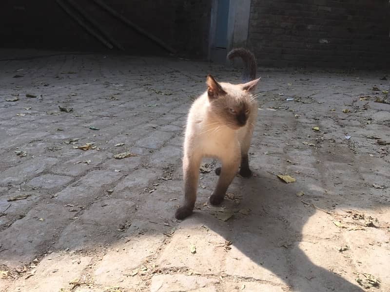 siamese cat female 3