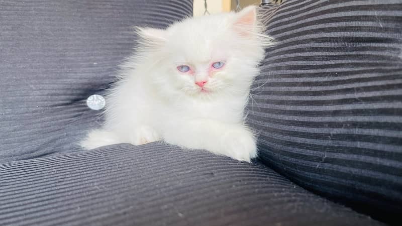 Male Persian Kitten available for Sale 2