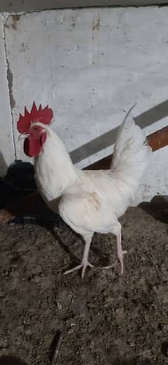 Desi eggs Golden or desi murghy rooster