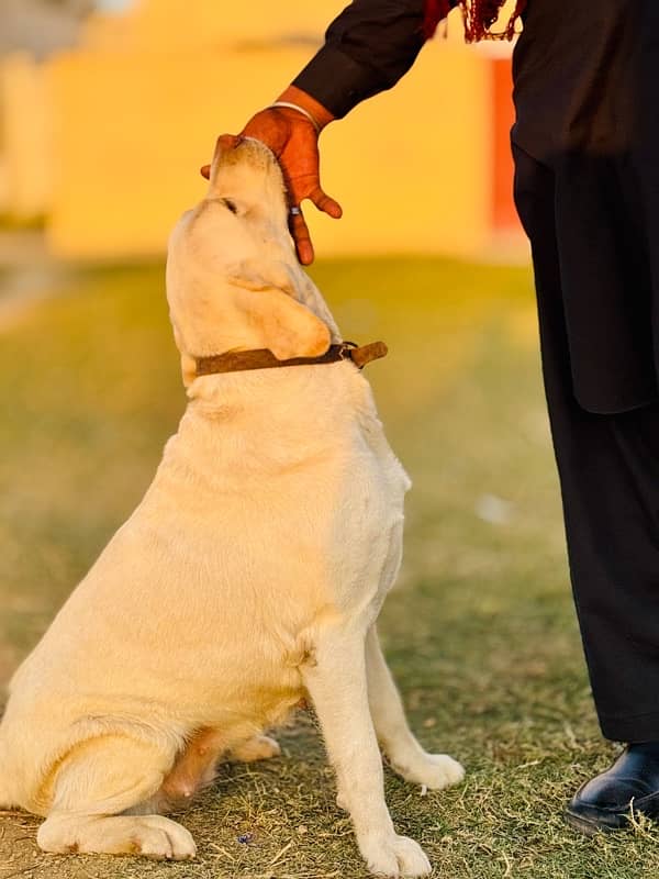 Labrador Female For Sale 1