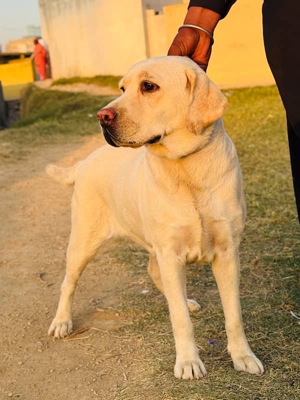 Labrador Female For Sale 3