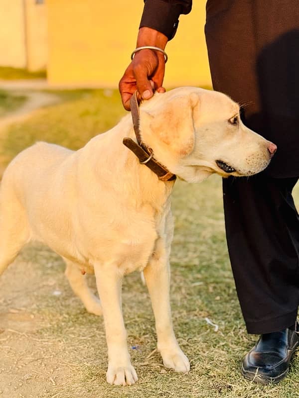 Labrador Female For Sale 4