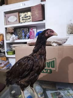 Aseel breeder hen in just 3000!!