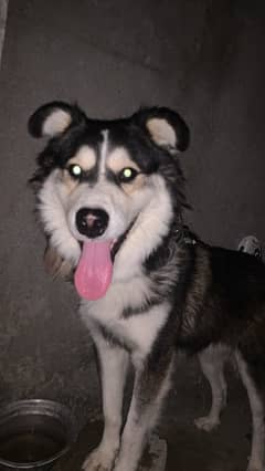 husky mix breed fully active dog