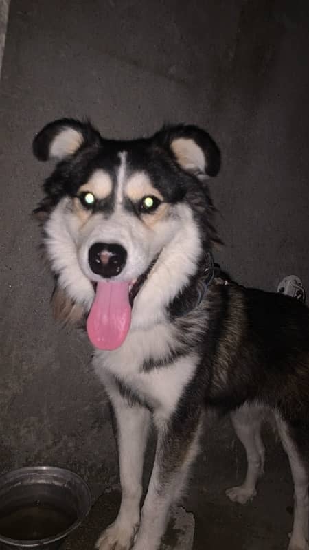 husky mix breed fully active dog 0