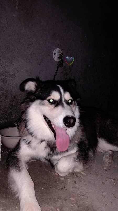 husky mix breed fully active dog 1