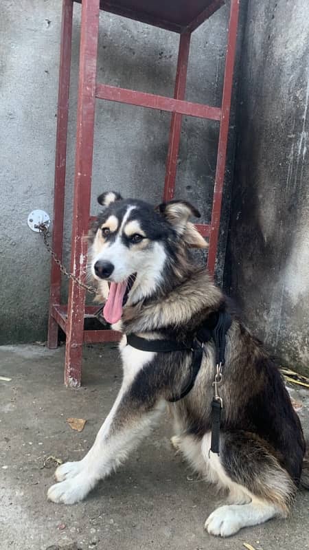 husky mix breed fully active dog 2