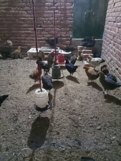 Golden misri Hens for sale