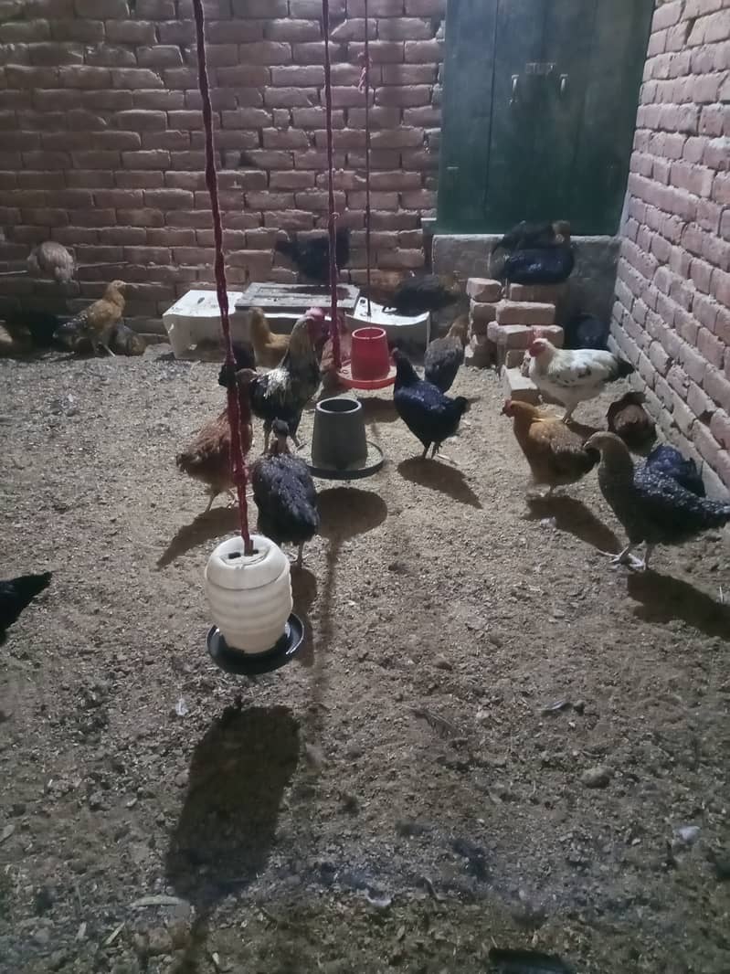 Golden misri Hens for sale 0