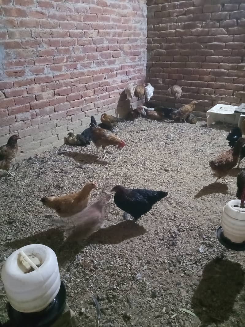 Golden misri Hens for sale 1