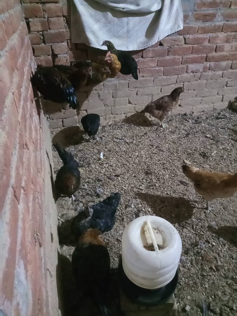 Golden misri Hens for sale 2