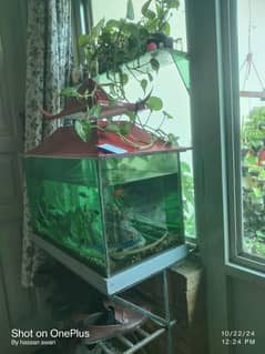 fish aquarium