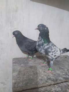 Pigeons Pair Sale Urgent