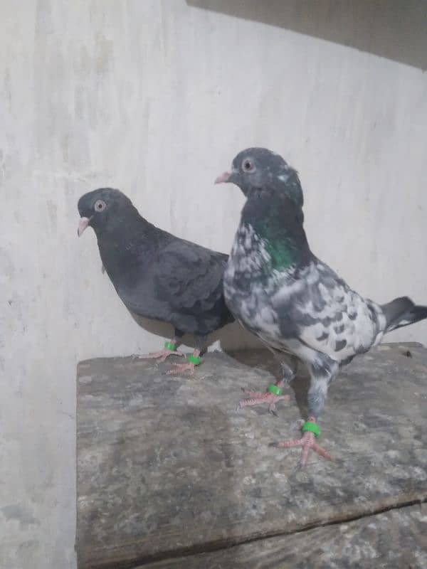 Pigeons Pair Sale Urgent 0