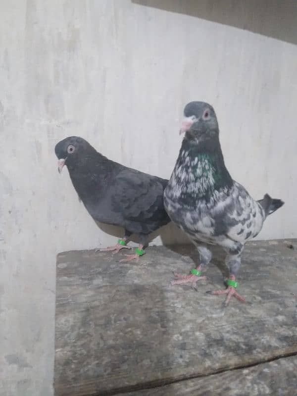 Pigeons Pair Sale Urgent 1