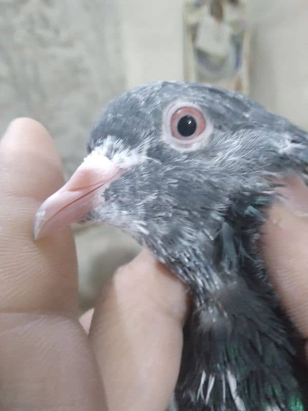 Pigeons Pair Sale Urgent 2