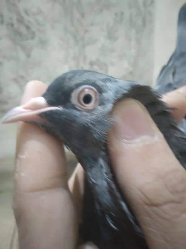 Pigeons Pair Sale Urgent 3