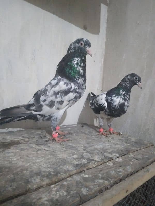 Pigeons Pair Sale Urgent 4