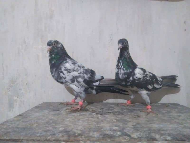 Pigeons Pair Sale Urgent 5