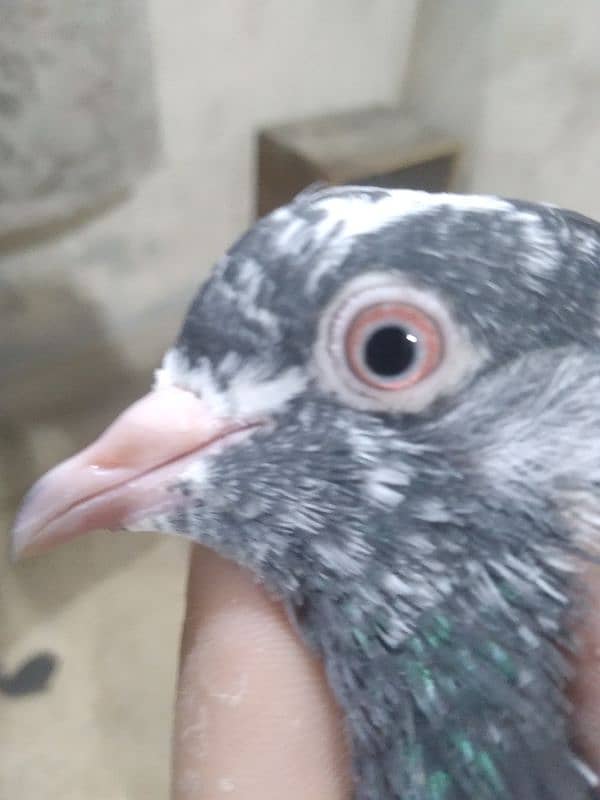 Pigeons Pair Sale Urgent 6