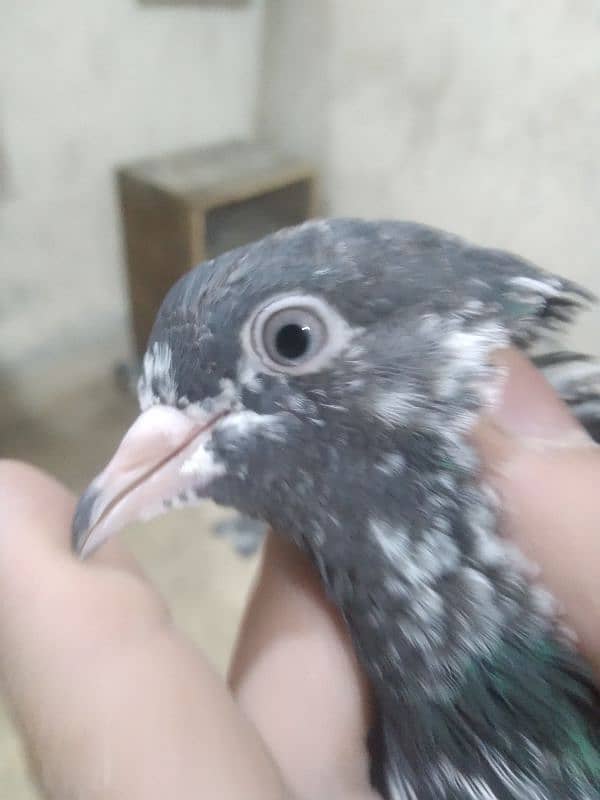 Pigeons Pair Sale Urgent 7