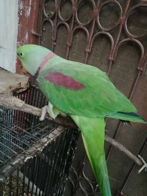 healthy and beautiful parrot 0