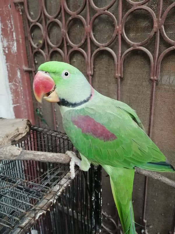 healthy and beautiful parrot 1