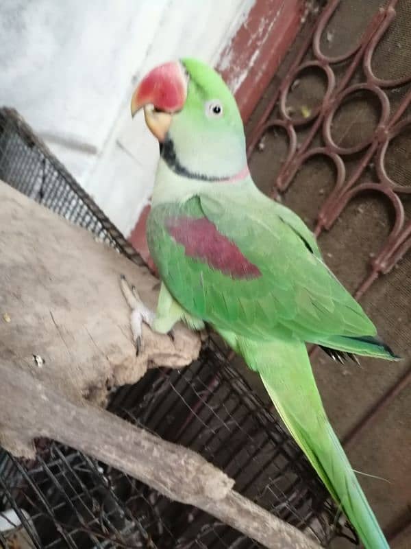 healthy and beautiful parrot 2