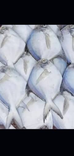 white paplet fish 03272148580