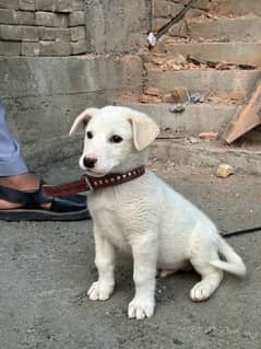 Zero size Russian dog , active playful urgent sale