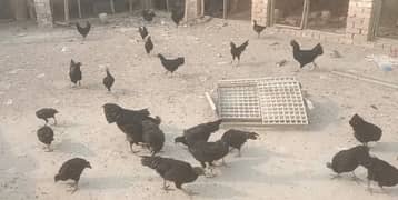 ayam Cemani breeders 8 months old