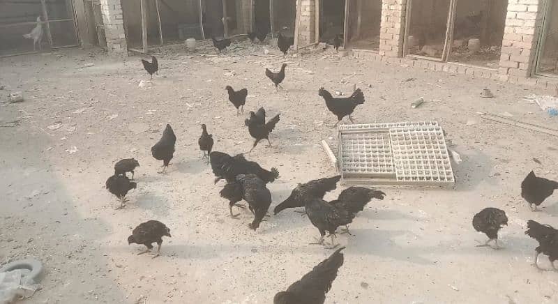 ayam Cemani adult 3