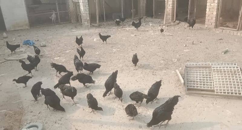 ayam Cemani adult 4