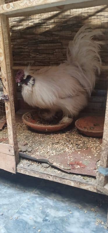 active white silkie male 0