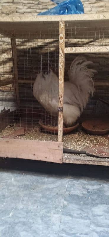 active white silkie male 1