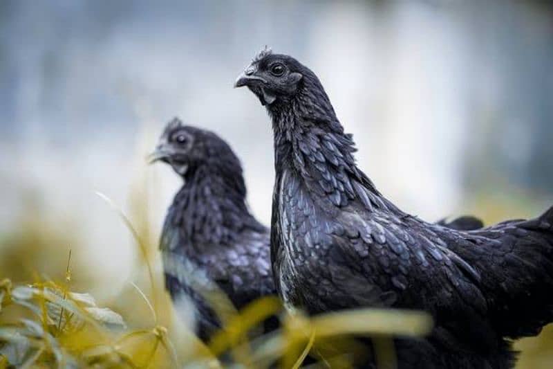 Ayam Cemani Pathian pathe 2