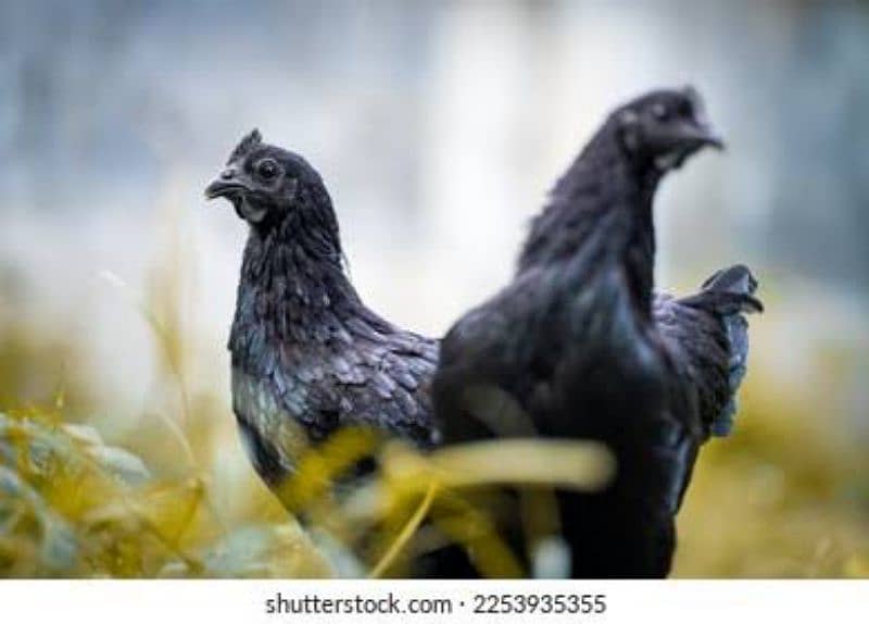 Ayam Cemani Pathian pathe 3