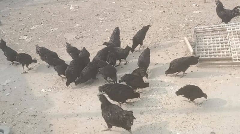 Ayam Cemani Pathian pathe 6