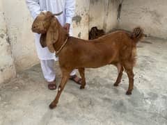 Layalpur Bakri