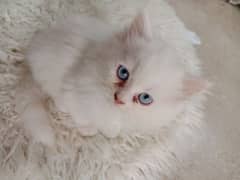 blue eyes persian kitten