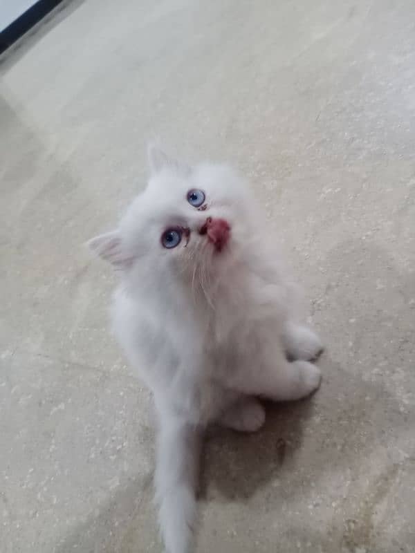 blue eyes persian kitten 1