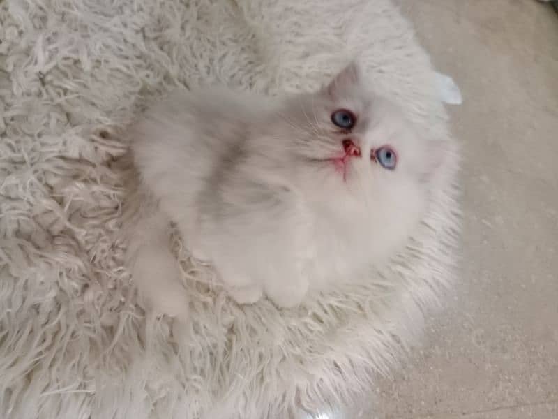 blue eyes persian kitten 2