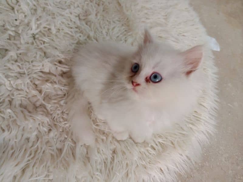 blue eyes persian kitten 3