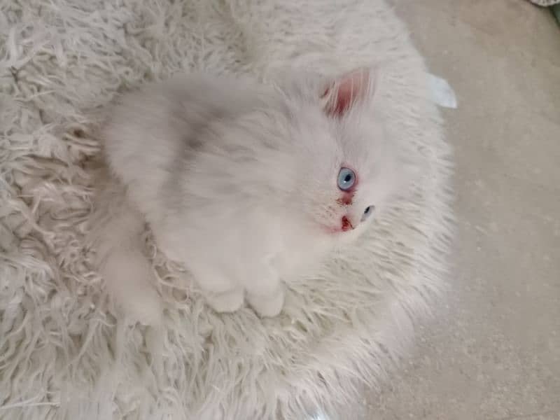 blue eyes persian kitten 4