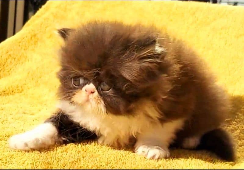 CFA Bloodline piki  face kitten available for sal 2