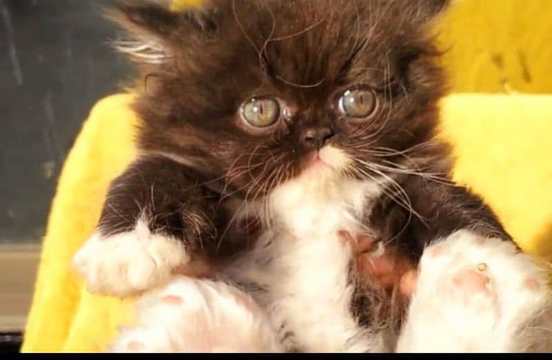 CFA Bloodline piki  face kitten available for sal 4