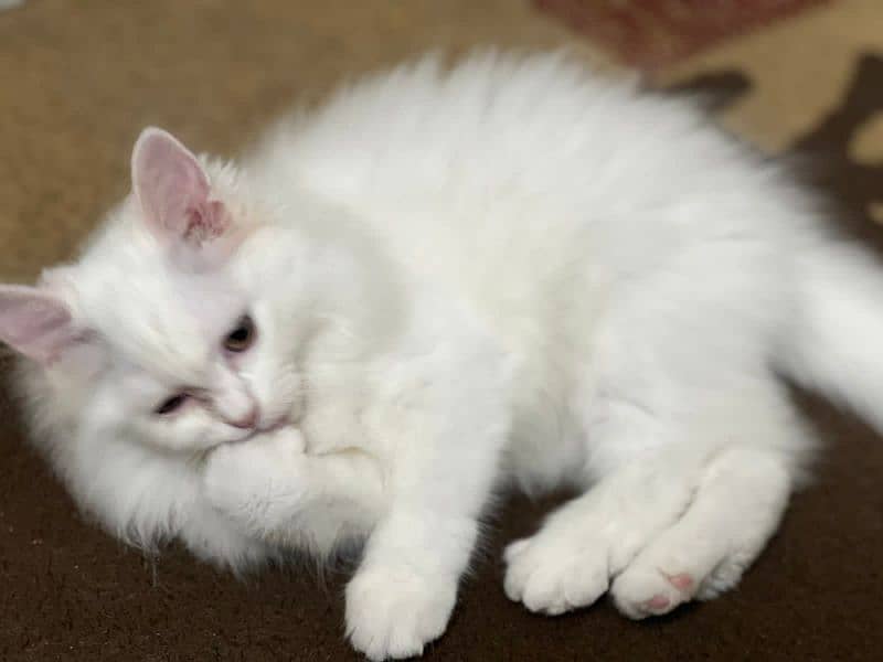 A 3.5 old famale kitten is up  for sale Fully vaccinated  Dewormed 1