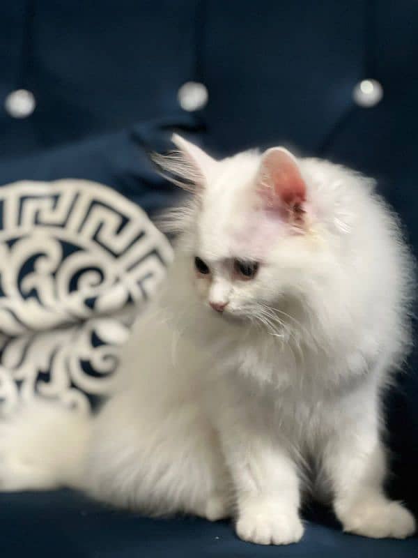 A 3.5 old famale kitten is up  for sale Fully vaccinated  Dewormed 2