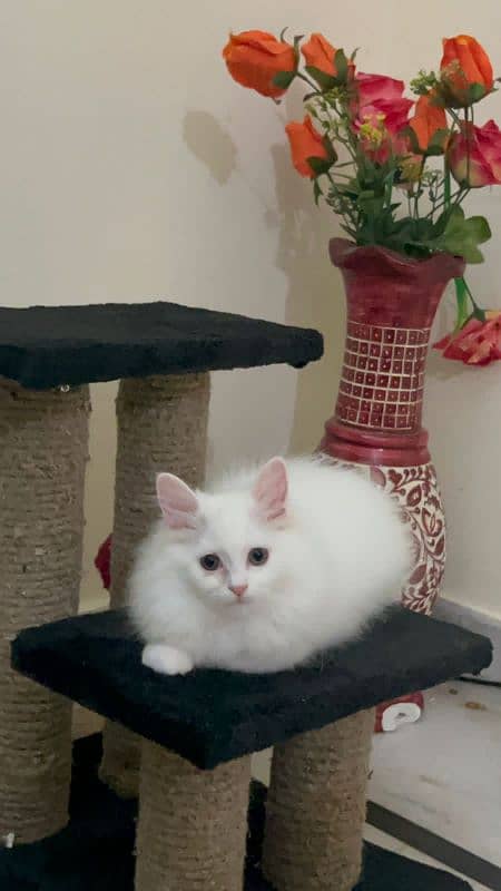 A 3.5 old famale kitten is up  for sale Fully vaccinated  Dewormed 3